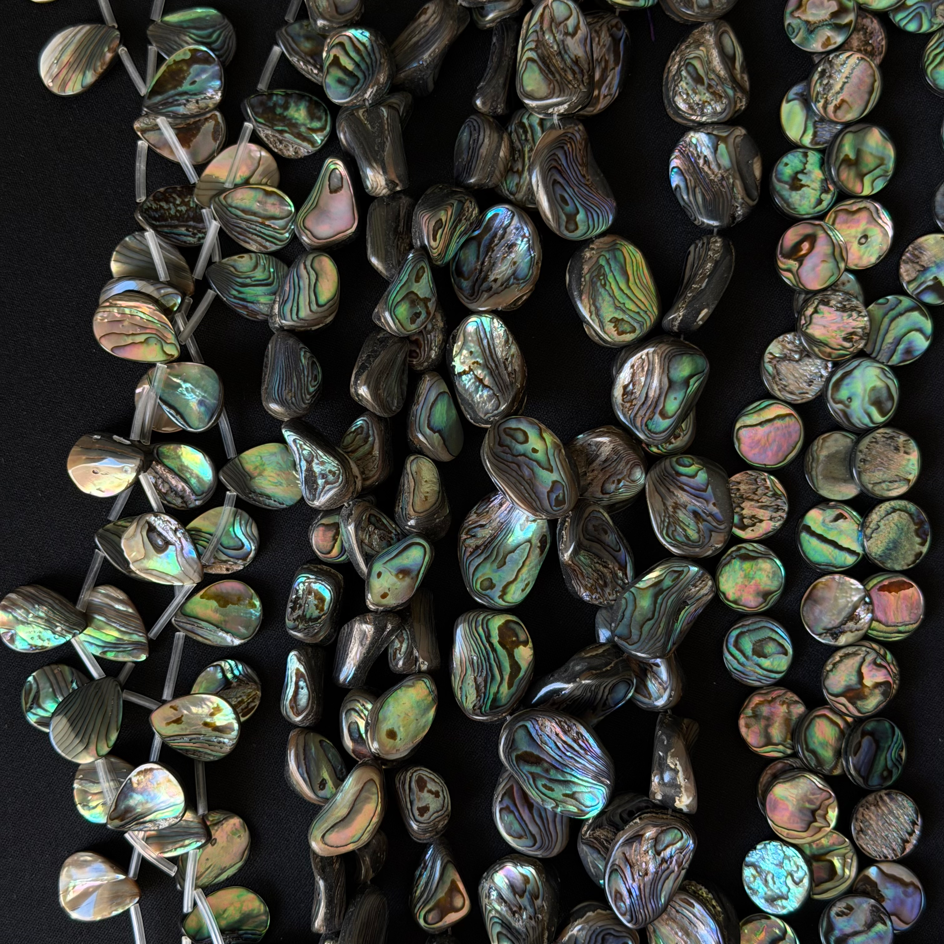 Abalone